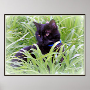 Bombay svart katt tryck