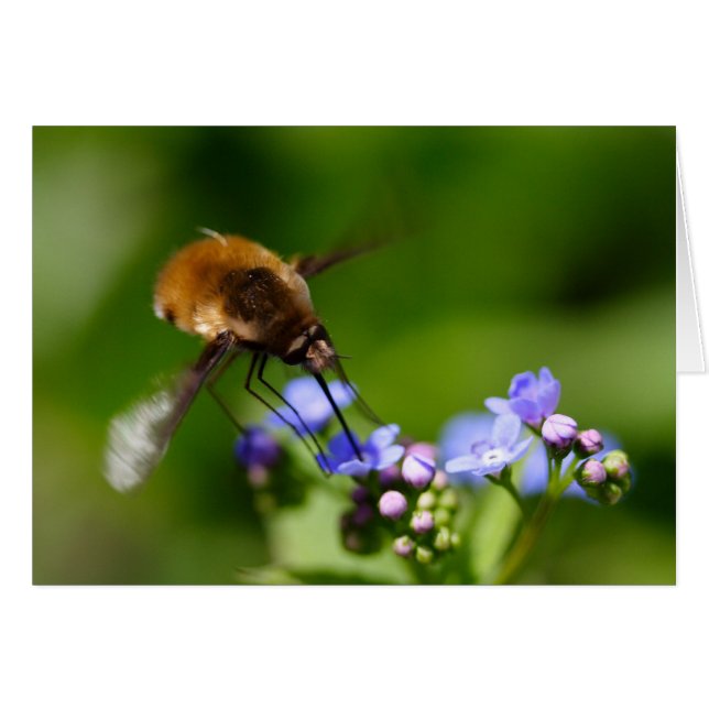 Bombylius major hälsningskort (Framsidan Horizontal)