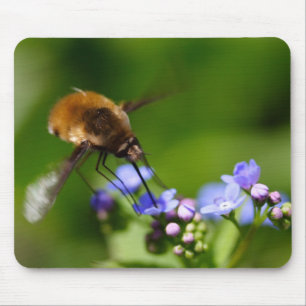 Bombylius major musmatta
