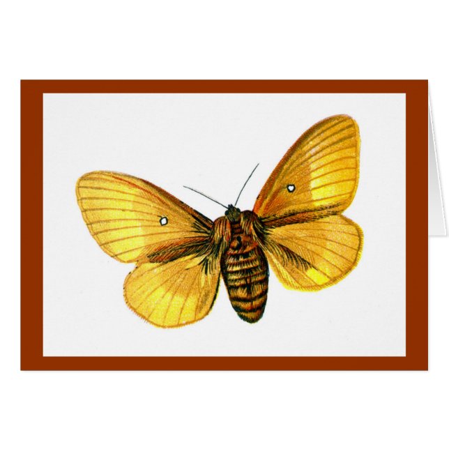 Bombyx quercus hälsningskort (Framsidan Horizontal)