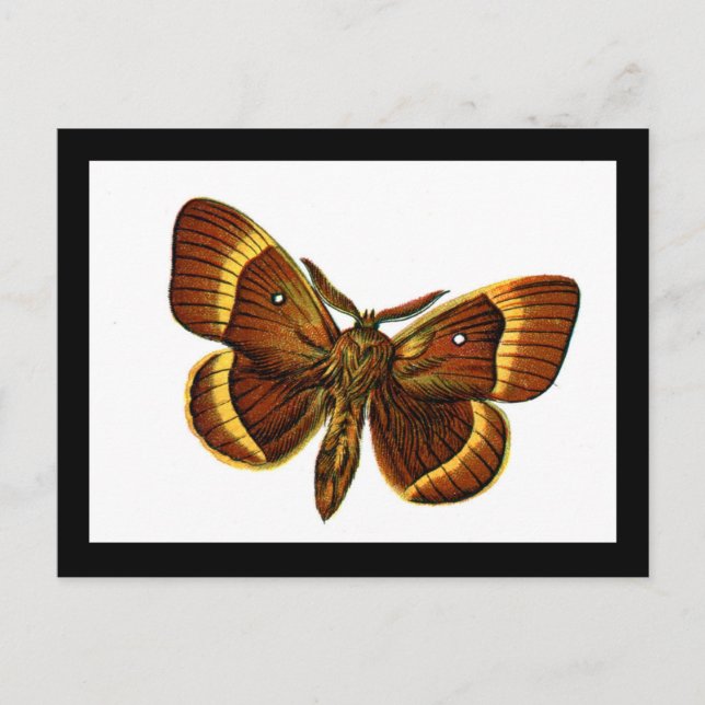 Bombyx quercus hane vykort (Framsida)