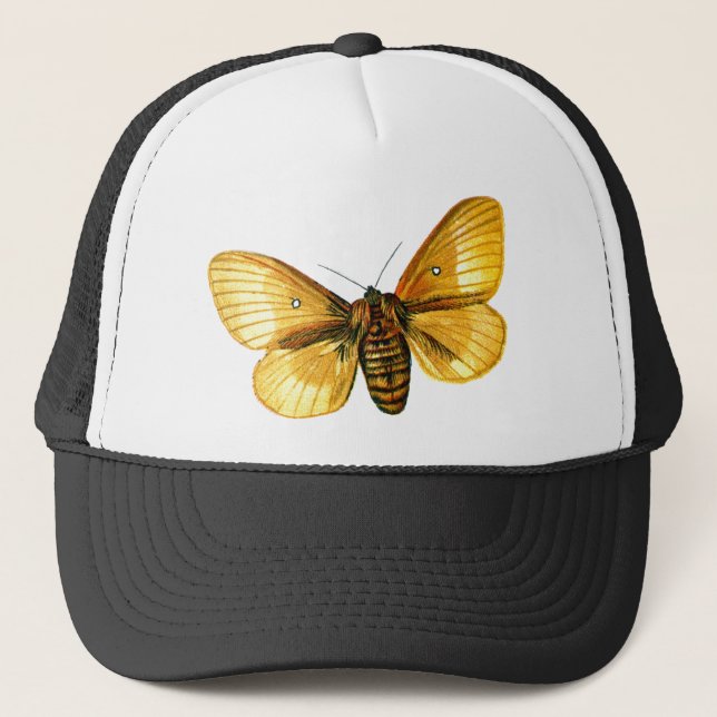 Bombyx quercus keps (Framsida)