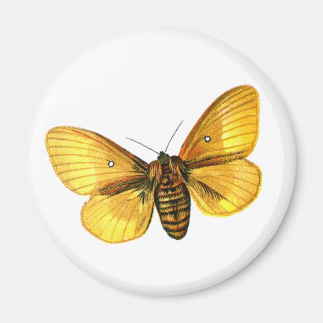 Bombyx quercus magnet (Framsidan)