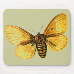 Bombyx quercus musmatta