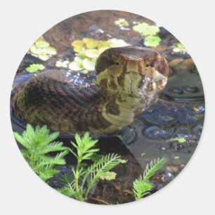 Bommun/Vatten Msporn/Snake Stickers Runt Klistermärke