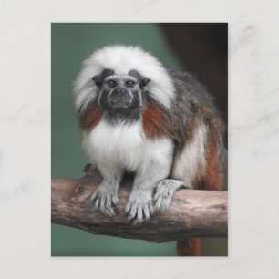 Bomull-bästa Tamarin Meddelande Vykort