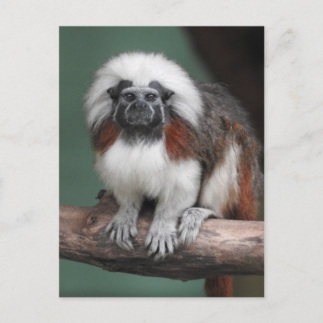 Bomull-bästa Tamarin Meddelande Vykort (Framsida)