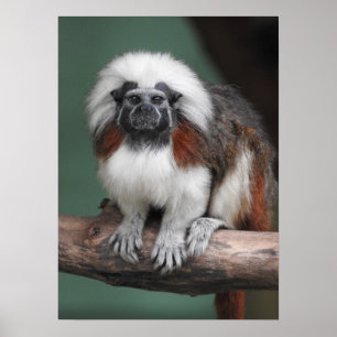 Bomull-bästa Tamarin Poster