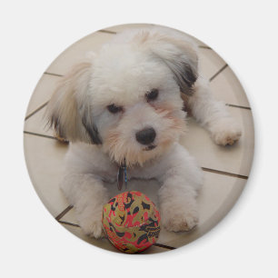 Bomull de Tulear Magnet