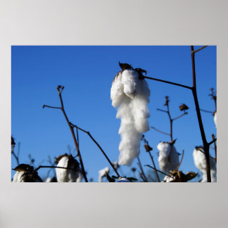 Bomull Fält Poster