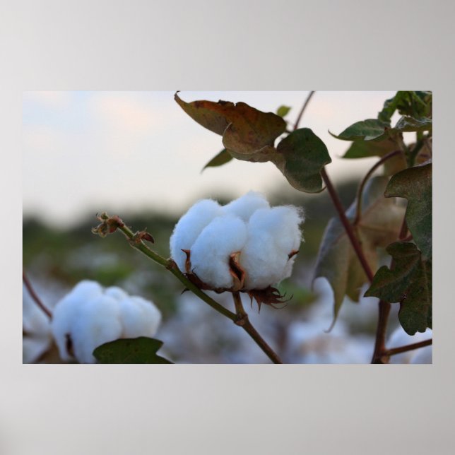 Bomull Fält Poster (Framsidan)