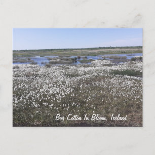 Bomull i Bloom, Offaly, Irland Vykort