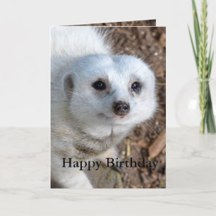 Bomull Vit Meerkat, födelsedag Kort
