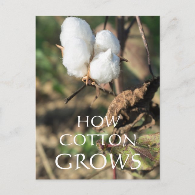 Bomull Vykort (Framsida)