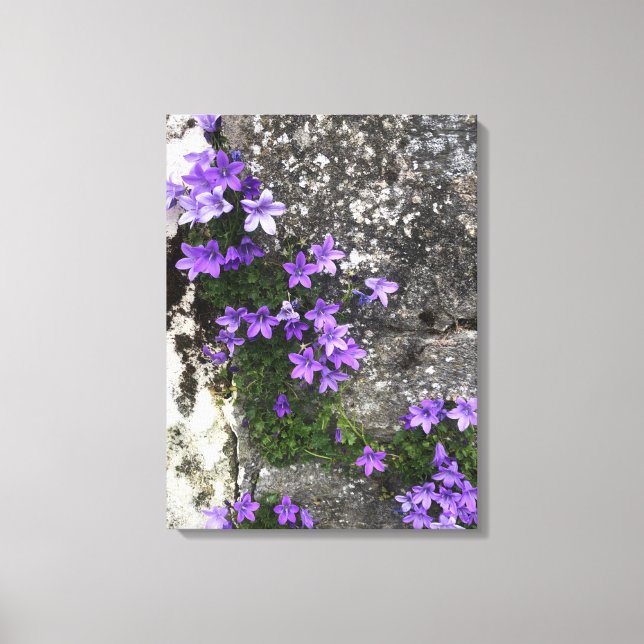 Bomullsblommor som växer på en mur canvastryck (Framsida)