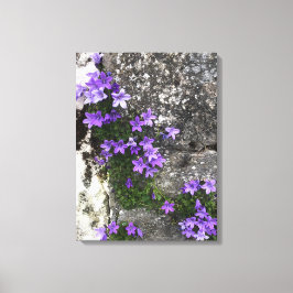Bomullsblommor som växer på en mur canvastryck