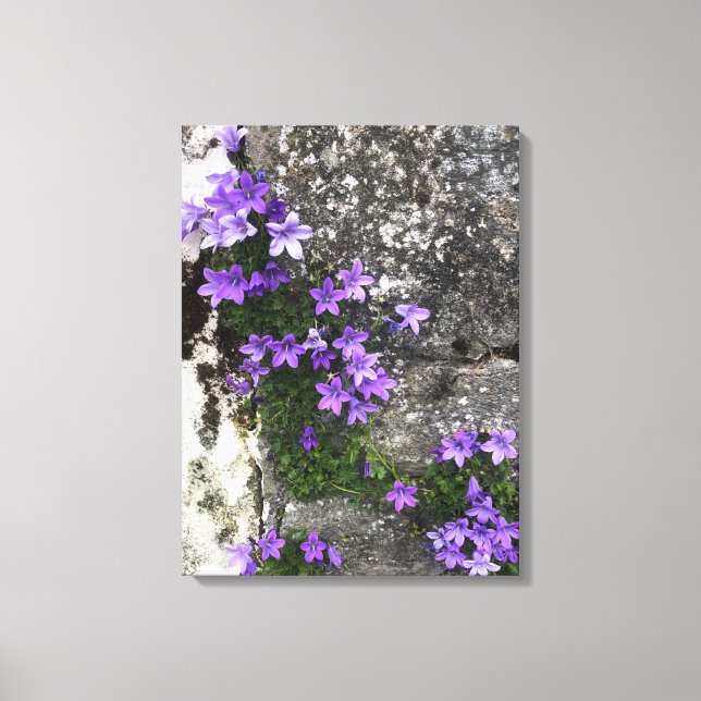 Bomullsblommor som växer på en mur canvastryck (Framsida)