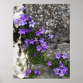 Bomullsblommor som växer på en mur poster