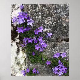 Bomullsblommor som växer på en mur poster