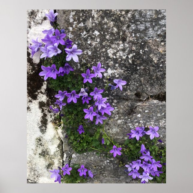 Bomullsblommor som växer på en mur poster (Framsidan)
