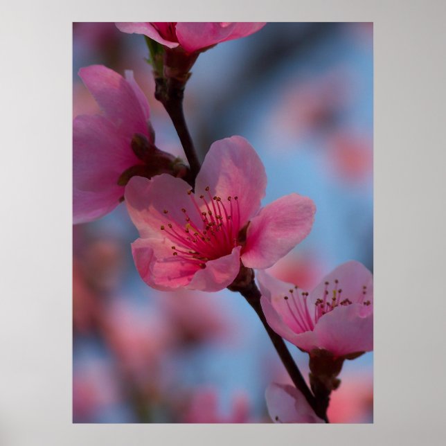 bomullsgodis poster (Framsidan)