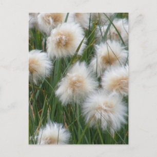 Bomullsgräs (Eriophorum russeolum) Vykort