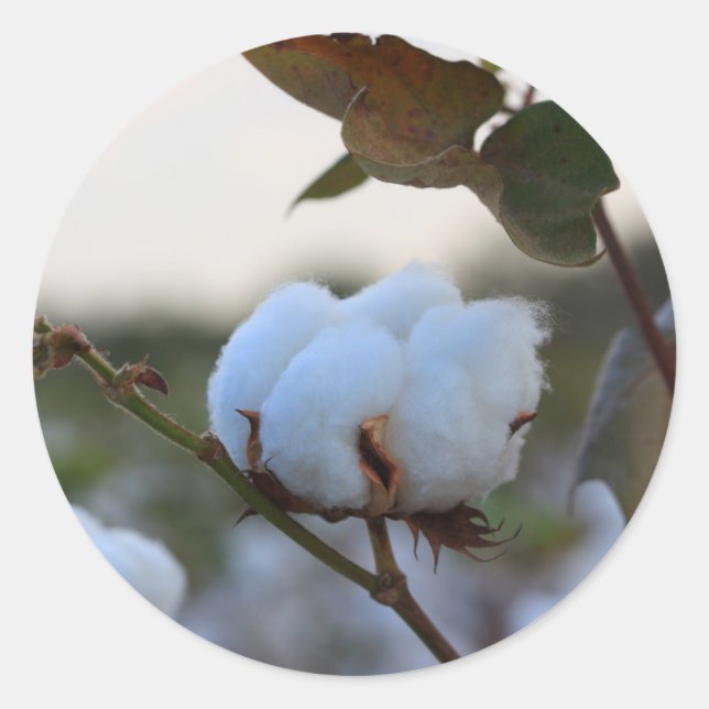 Bomullsmärkning Runt Klistermärke (Framsida)