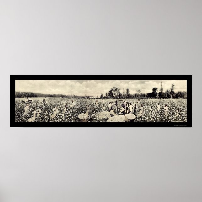 Bomullsmiljarddollarfoto i Skörd 1915 Poster (Framsidan)