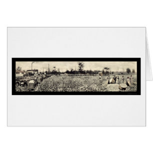 Bomullsplockningfoto 1915 hälsningskort