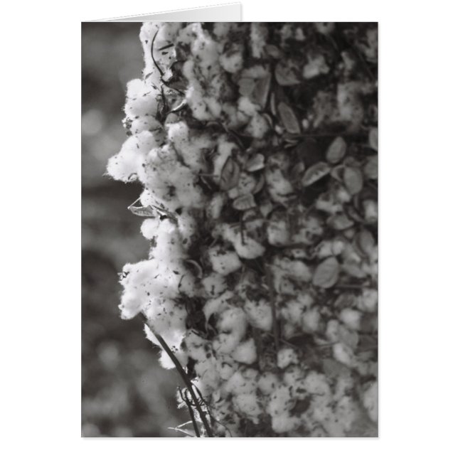 Bomullsskörd OBS Kort (Framsidan)