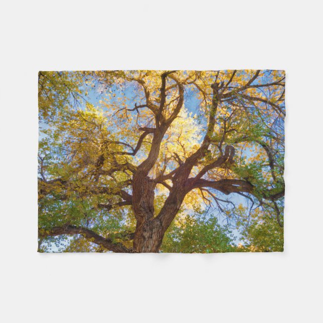 Bomullsträd | Capitol Reef National Park, Utah Fleecefilt (Framsidan (Horisontell))