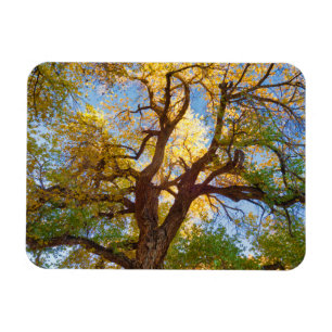 Bomullsträd Capitol Reef National Park, Utah Magnet