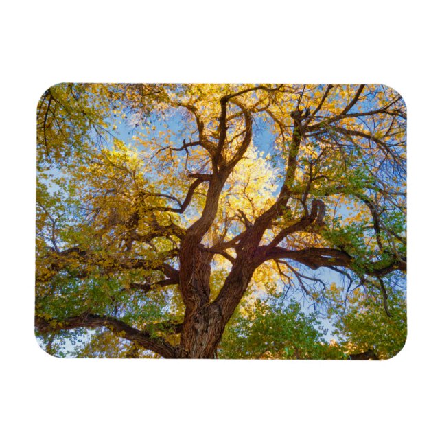 Bomullsträd | Capitol Reef National Park, Utah Magnet (Horisontell)