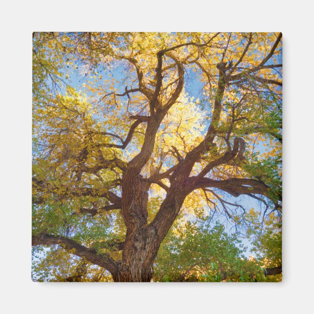 Bomullsträd | Capitol Reef National Park, Utah Magnet (Framsidan)
