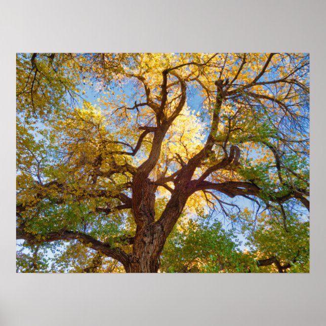 Bomullsträd | Capitol Reef National Park, Utah Poster (Framsidan)
