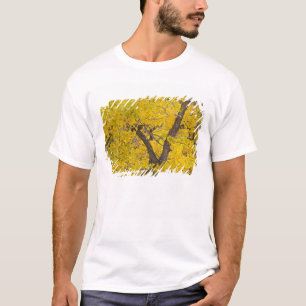 Bomullsträd i höstfärger i Glacier T Shirt