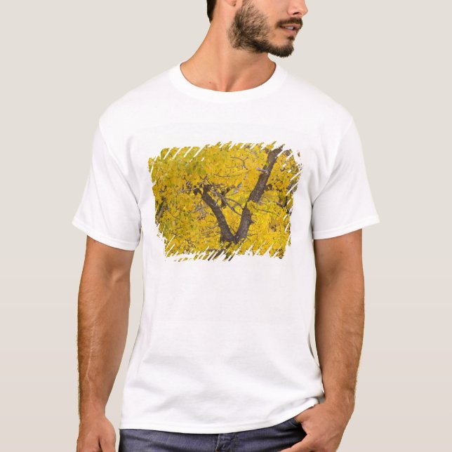 Bomullsträd i höstfärger i Glacier T Shirt (Framsida)