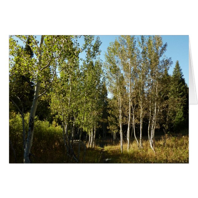 Bomullsträd längs Moose Ponds Trail vid Grand Teto Hälsningskort (Framsidan Horizontal)
