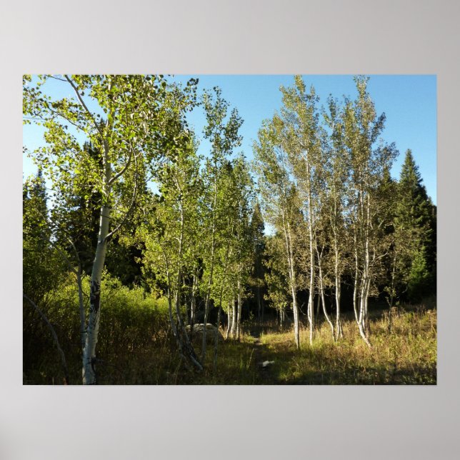 Bomullsträd längs Moose Ponds Trail vid Grand Teto Poster (Framsidan)