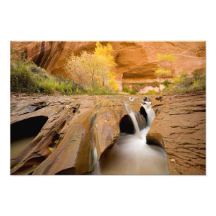 Bomullsträd på hösten, Coyote Gulch, Glen Fototryck