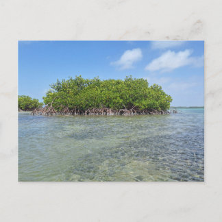Bonaire Mangrove Vykort