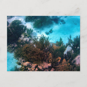 Bonairean Reef Anpassningsbar Vykort
