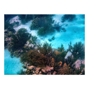 Bonairean Reef Fototryck