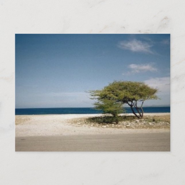 Bonaireträd Vykort (Framsida)