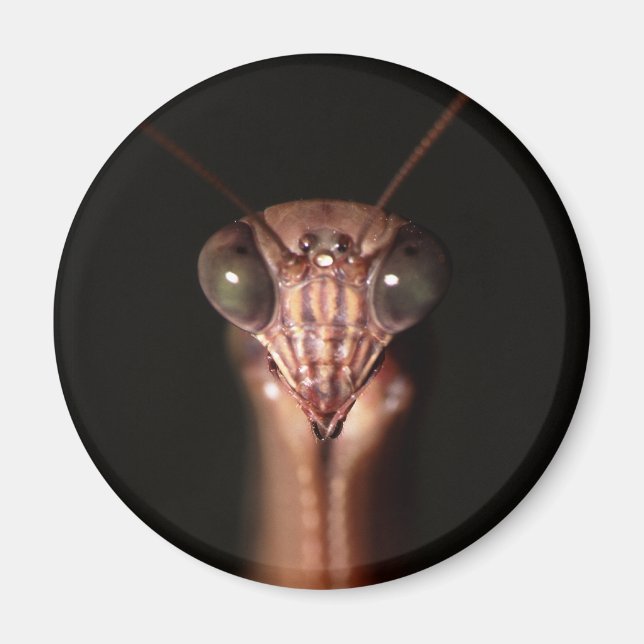 bönande mantis magnet (Framsidan)