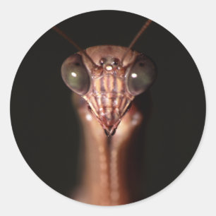 bönande mantis runt klistermärke
