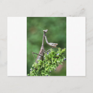 bönande mantis vykort