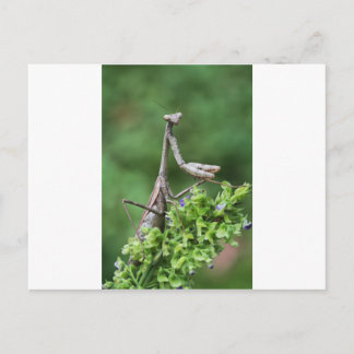 bönande mantis vykort