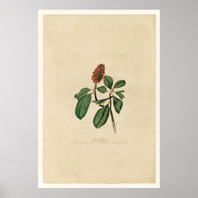 Bonaparte Flycatcher_Audubon Poster (Framsidan)