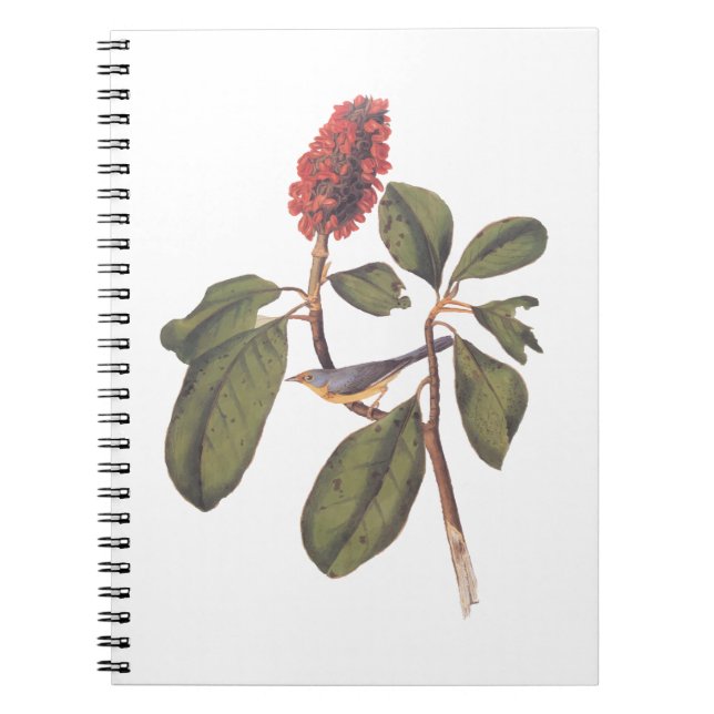 Bonaparte Flycatcher Canada Warbler Audubon Bird Anteckningsbok (Framsidan)